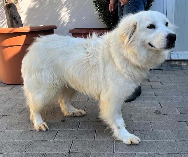 Chiara Dolce Maremmana